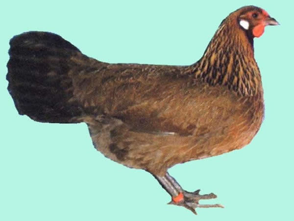 Rheinl&auml;nder rebhunfarbig